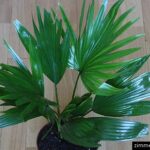 Cómo cuidar una planta Livistona Rotundifolia en casa