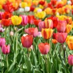 Sabías que los tulipanes duran hasta 7 días en agua fresca