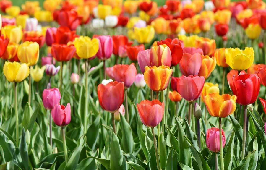 los tulipanes 1