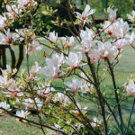 Cómo puedo cuidar adecuadamente un árbol magnolio en mi jardín