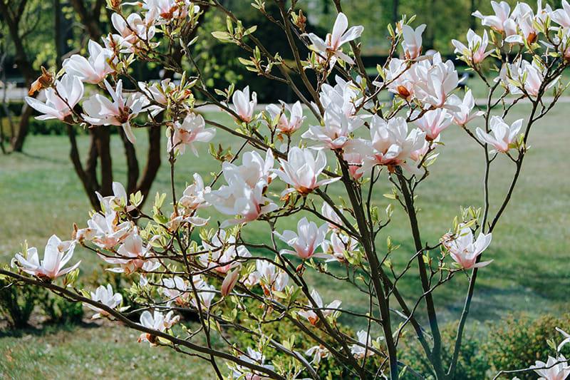 magnolio jardin 1