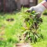 Cómo prevenir la aparición de malas hierbas en el jardín