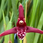 Maxillaria tenuifolia: Descubre la exótica orquídea de abril