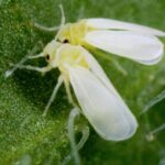 Cómo combatir las moscas blancas en tus plantas