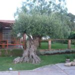 Cómo cuidar un olivo en el jardín para un crecimiento adecuado