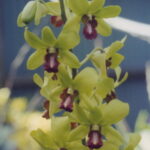 Cómo cuidar la orquídea Cymbidium