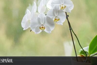 orquidea seca 1