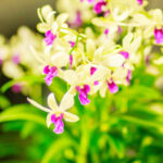 Cómo se cuida una orquídea Dendrobium en casa