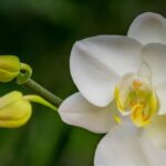 Cómo cuidar orquídeas una vez que han perdido sus flores