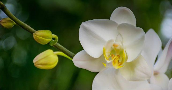 orquideas floracion 1