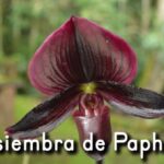 Cómo cuidar orquídeas zapato Paphiopedilum en casa