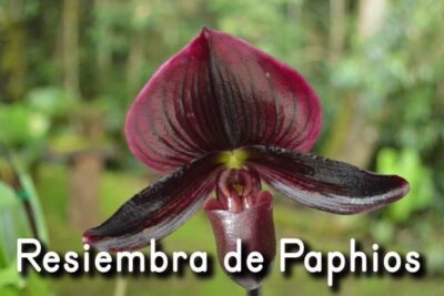 orquideas paphiopedilum 1