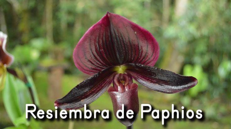 orquideas paphiopedilum 1