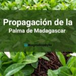 Cómo cuidar una palma de Madagascar (Pachypodium Lamerei)