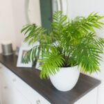 Cómo cultivar palmeras en macetas con éxito en casa