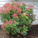 Pieris y Nandina: Color perenne en forma de arbusto