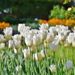 Cómo plantar tulipanes correctamente paso a paso
