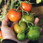 Cómo cultivar tomates con éxito en siete pasos