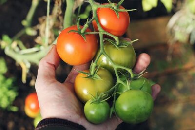 plantas tomate
