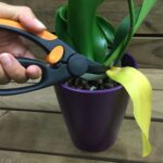Cómo se debe podar correctamente una orquídea en casa