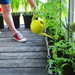 Cómo elegir la medida adecuada de maceta para tus plantas