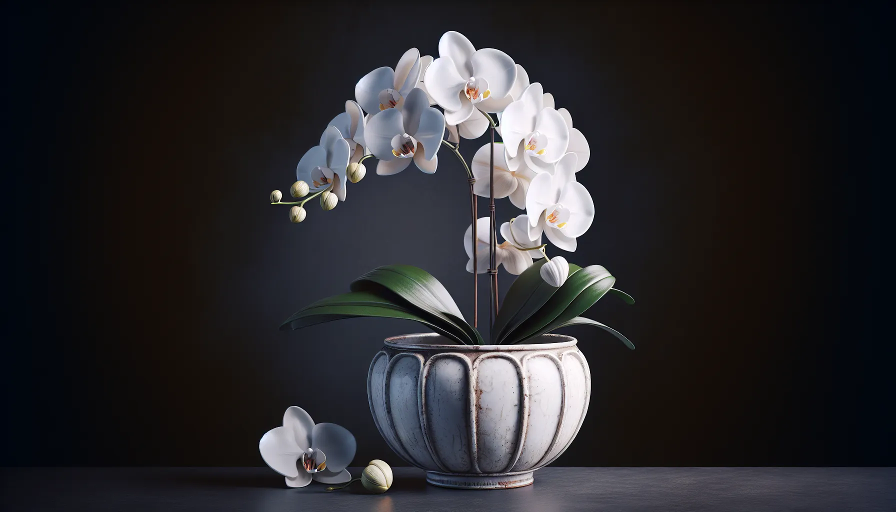 Una hermosa orquídea blanca en una elegante maceta de cerámica, regalada como símbolo de amor y admiración.