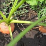 Cuáles son los pasos clave para sembrar zanahorias con éxito