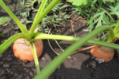 sembrar zanahorias 1