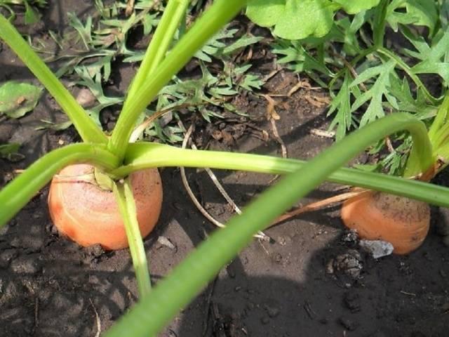 sembrar zanahorias 1