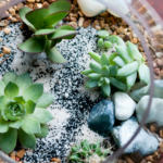 Cómo crear tu propio terrario de suculentas en casa