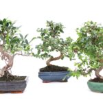 Cuántos tipos de bonsái existen y cómo diferenciarlos