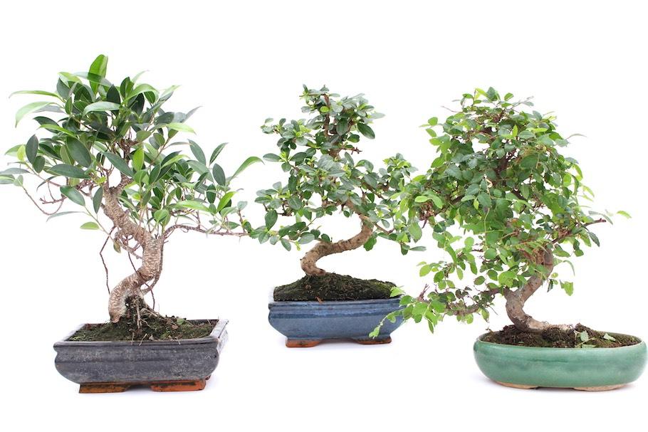 tipos bonsai 1