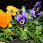 Diferencias entre plantas de viola y pensamiento