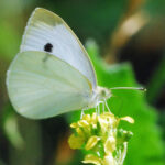 Consejos para cuidar una planta Syngonium White Butterfly