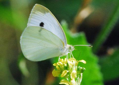 white butterfly 1